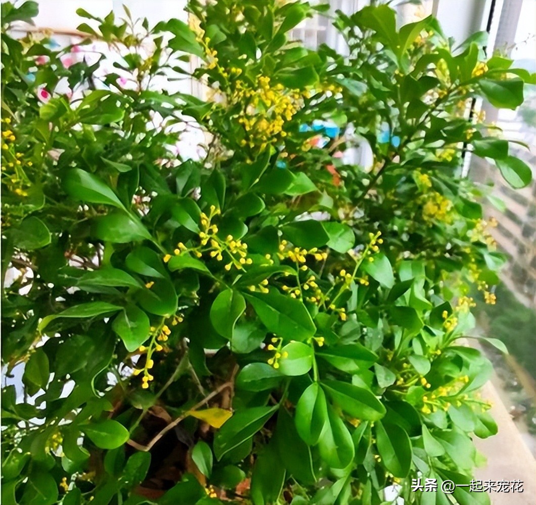 This beautiful flower suitable for home care, teach you a few tips, the