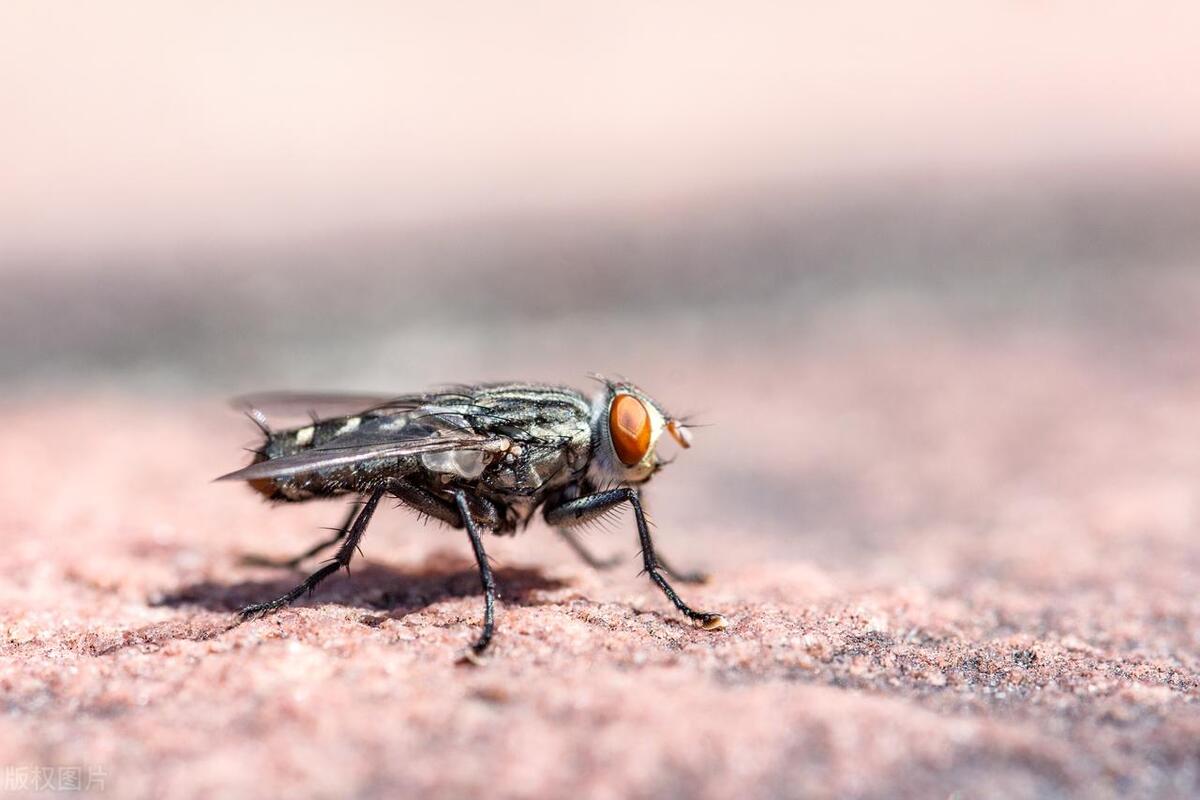 Do flies really twist their heads off? Why do flies take their heads ...