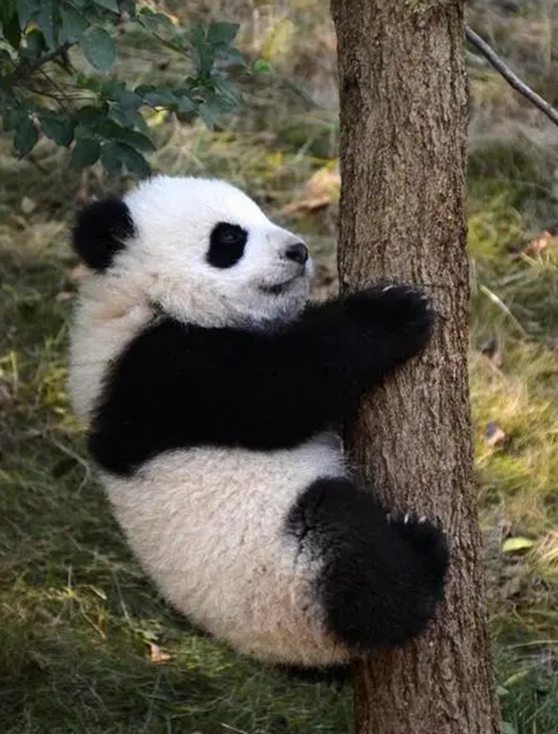 World Heritage Conservation Plan: How to Protect "Sichuan Giant Panda