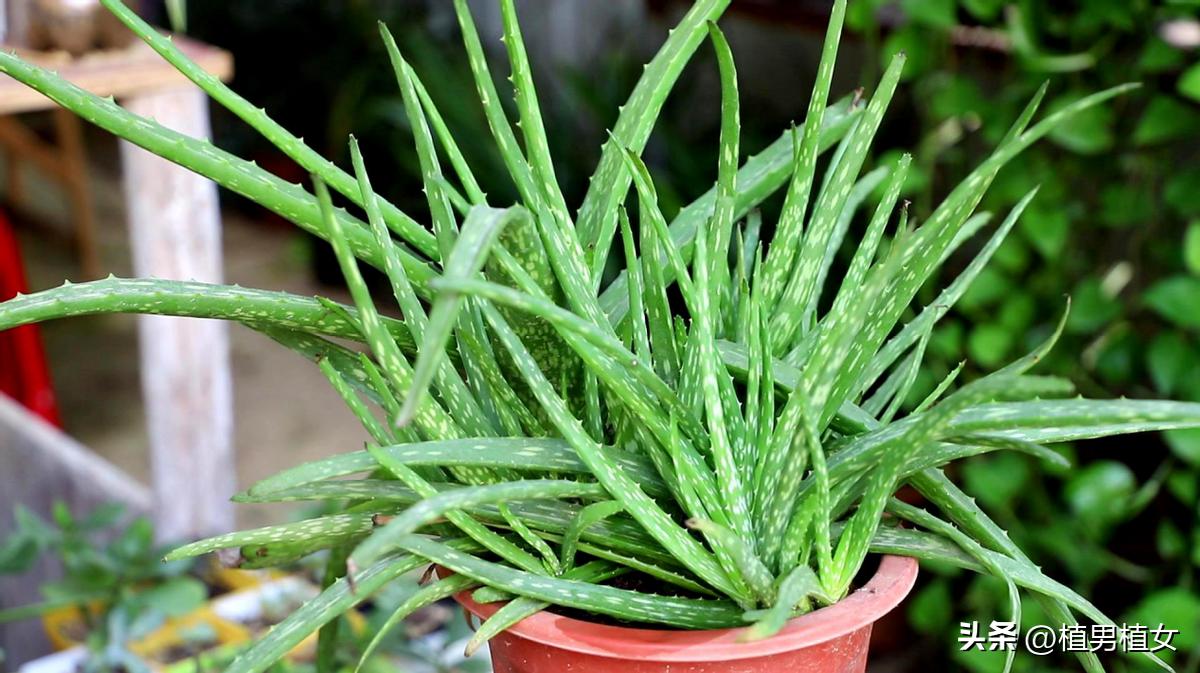 10 kinds of flowers that can "produce oxygen" at night iMedia