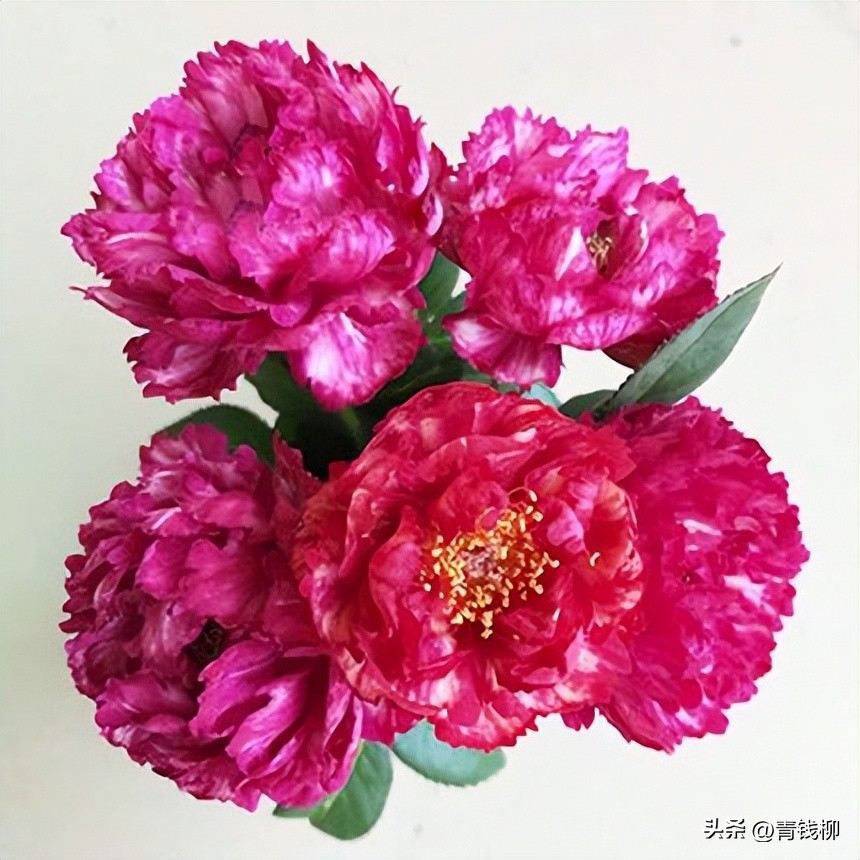 Highquality and highefficiency cultivation and management techniques