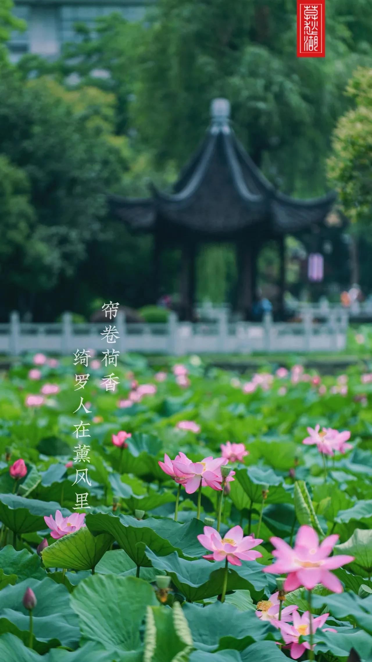 Lotus style elegant rhyme iNEWS