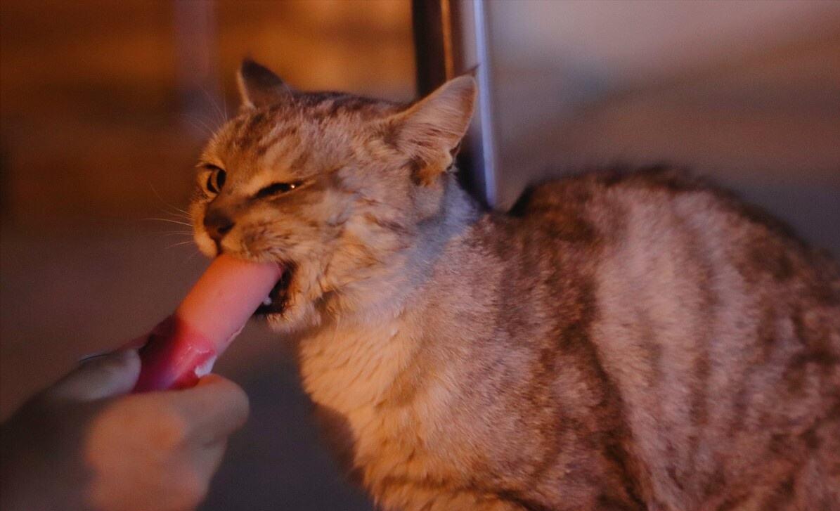 These kinds of "human food" must not be eaten by cats, it will harm it