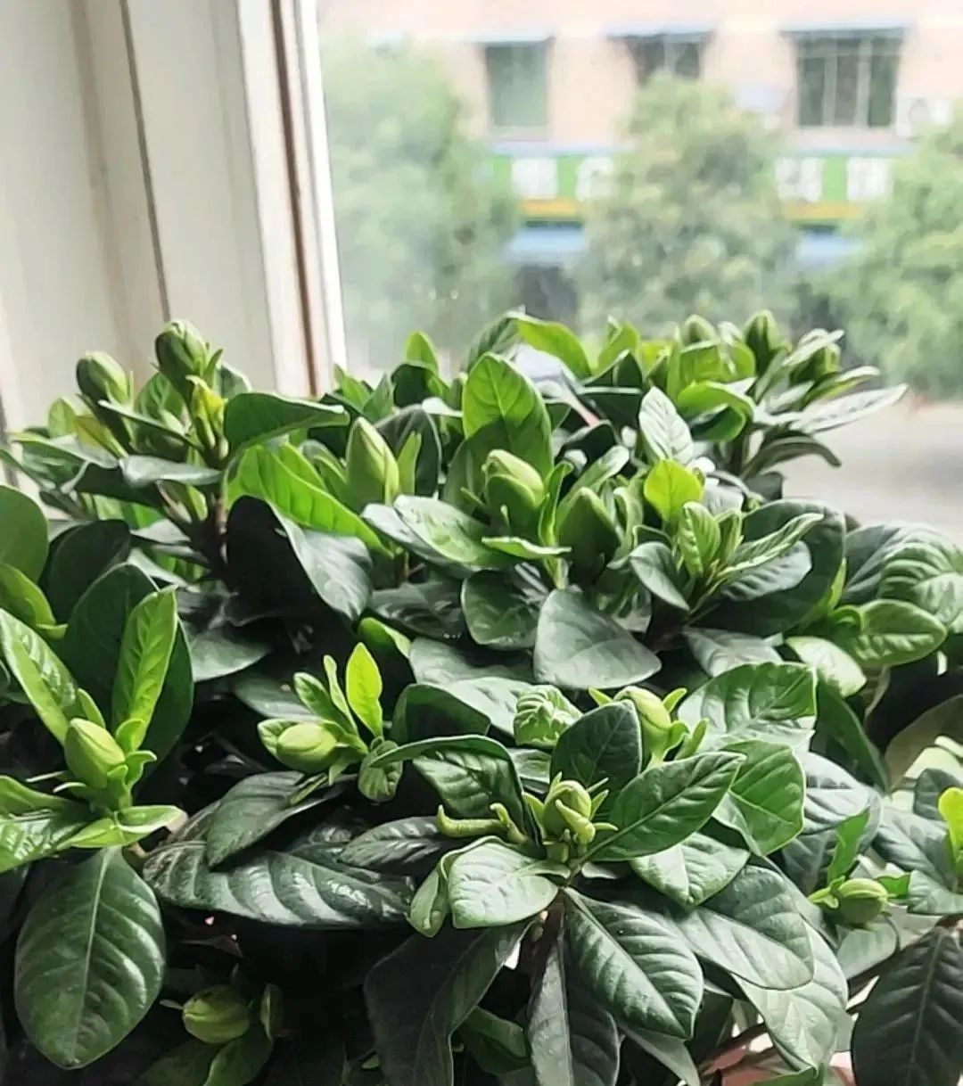 5 kinds of flowers, "don't drink vinegar" don't bloom, once a month