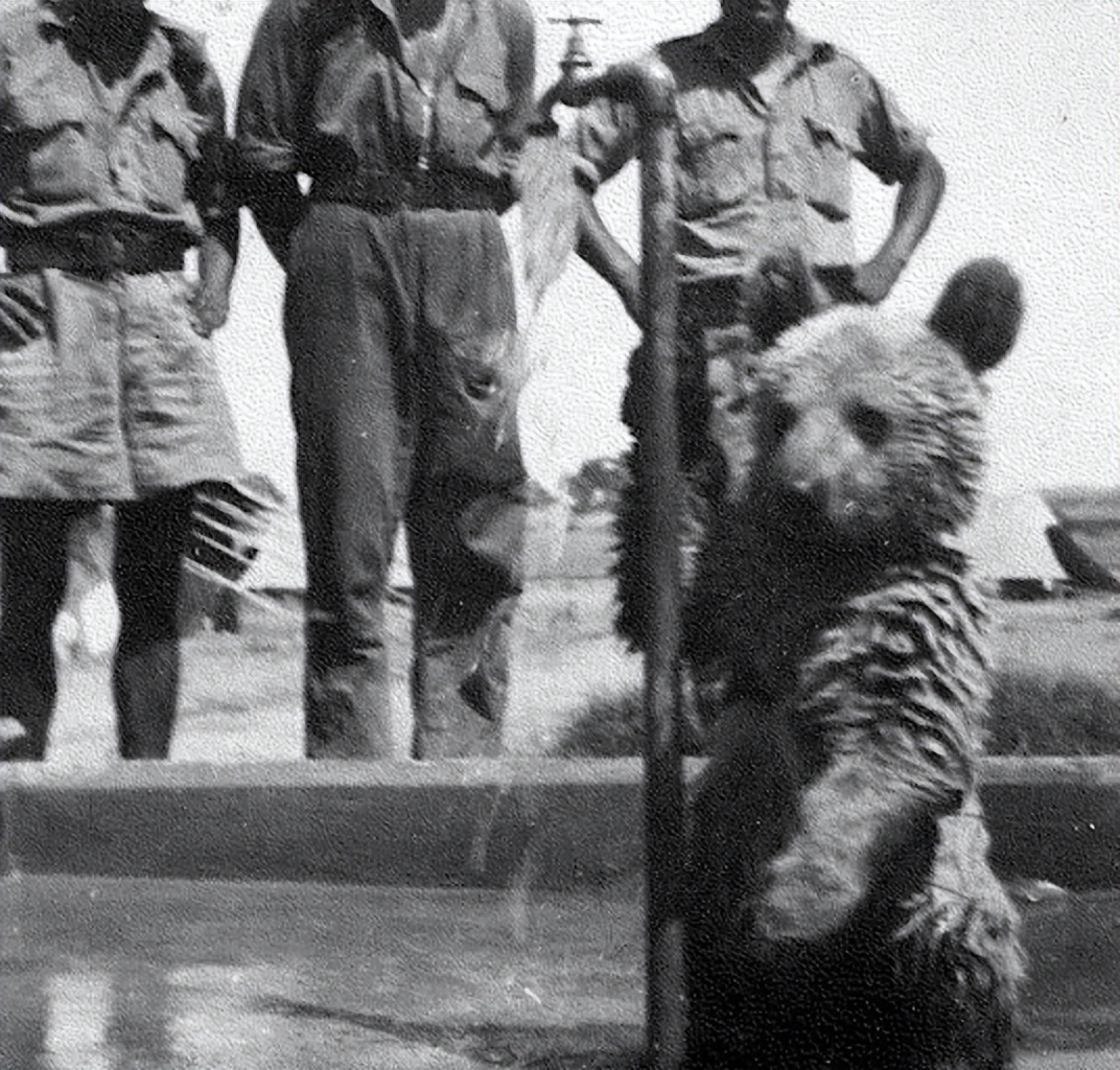 二戰唯一一頭「熊戰士」，抽菸喝酒還抓間諜，退役前被授中士軍銜- 頭條匯