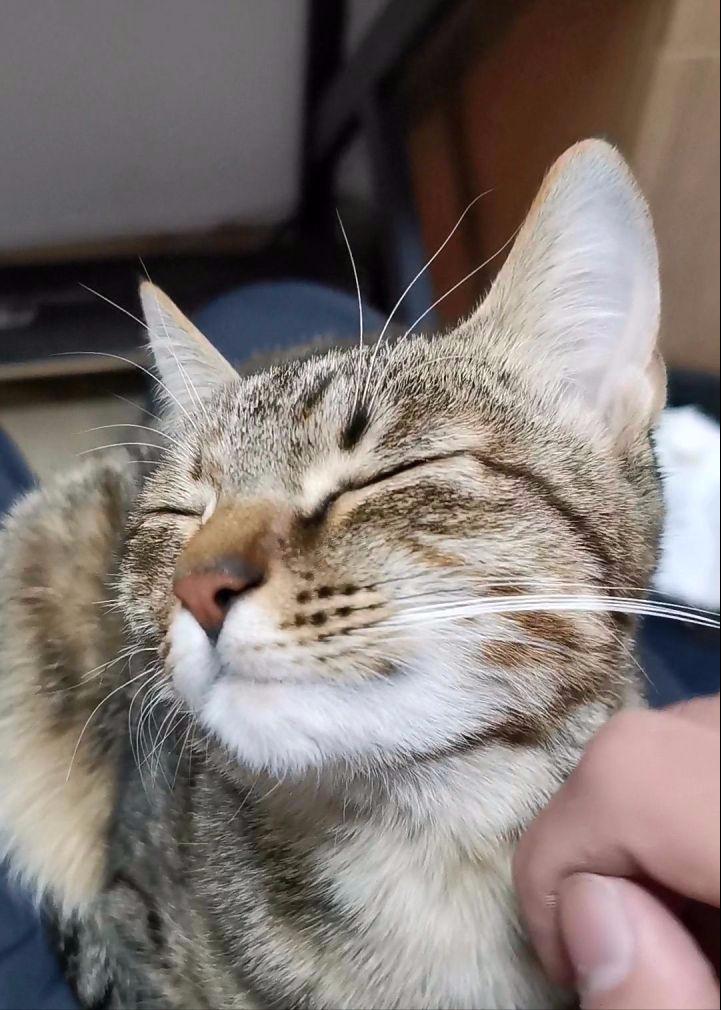 Do cats get squished when they sleep with people? iNEWS