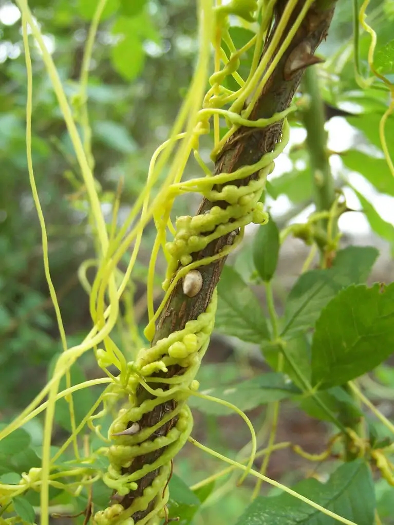 Deadly sustenance - parasitic plant - iNEWS