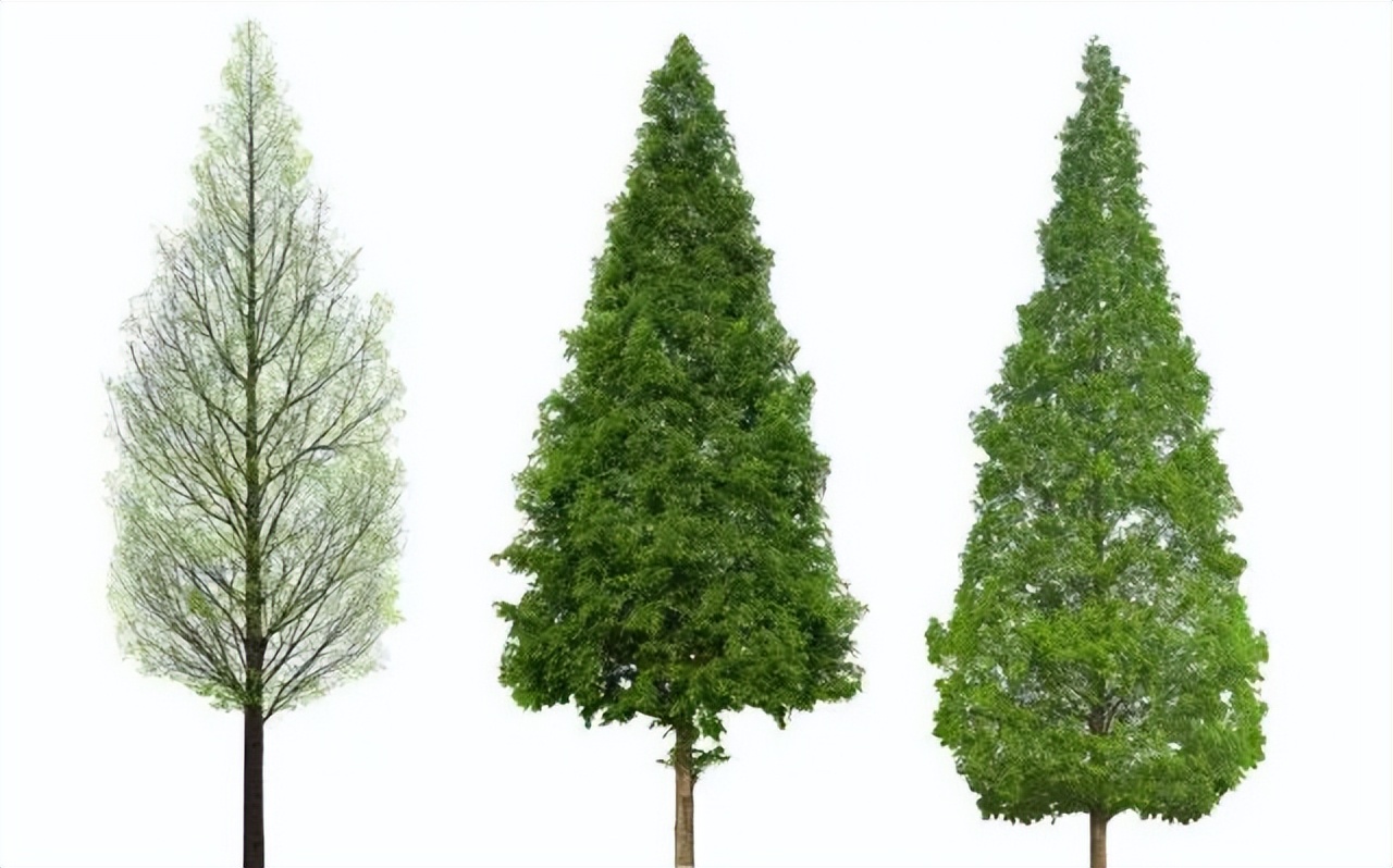 Principles of tree branching and branching types iNEWS