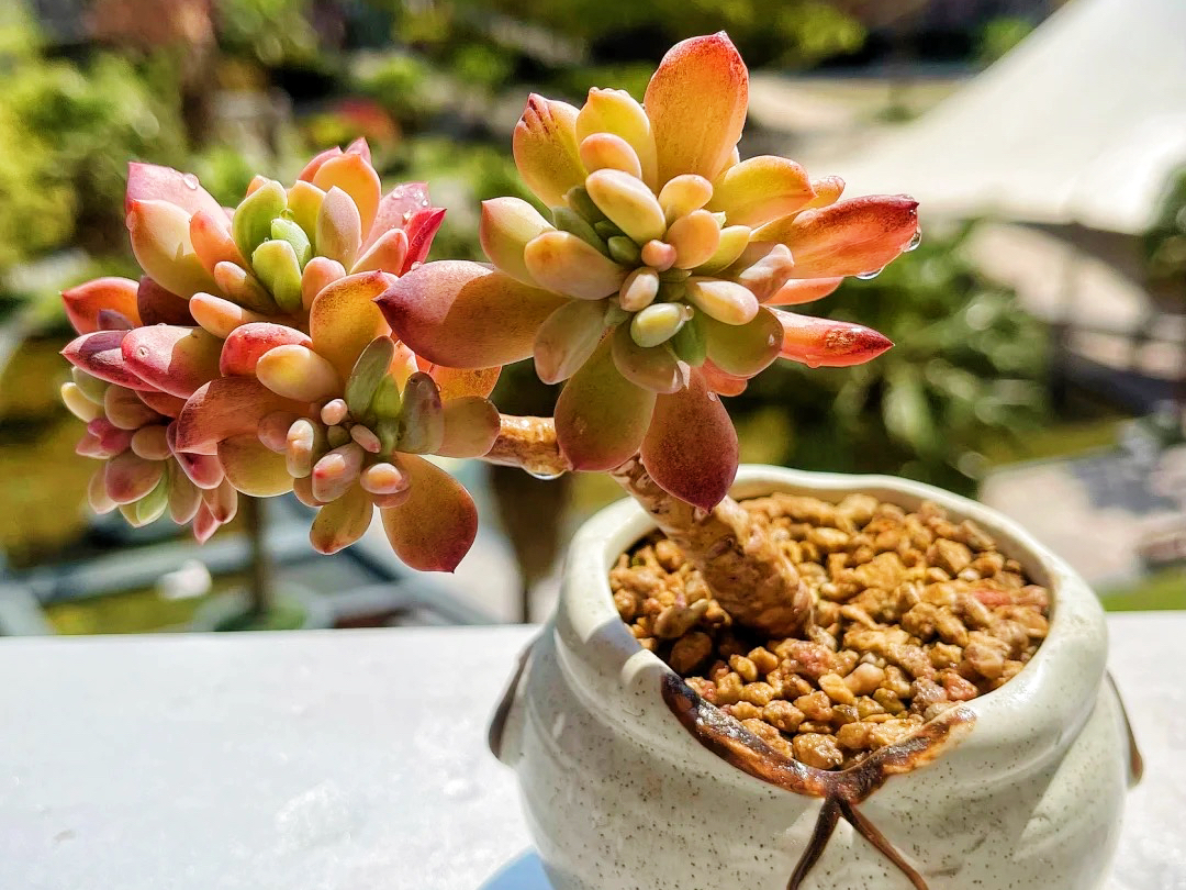 What to do if succulents get sunburned in summer? Do these few steps ...