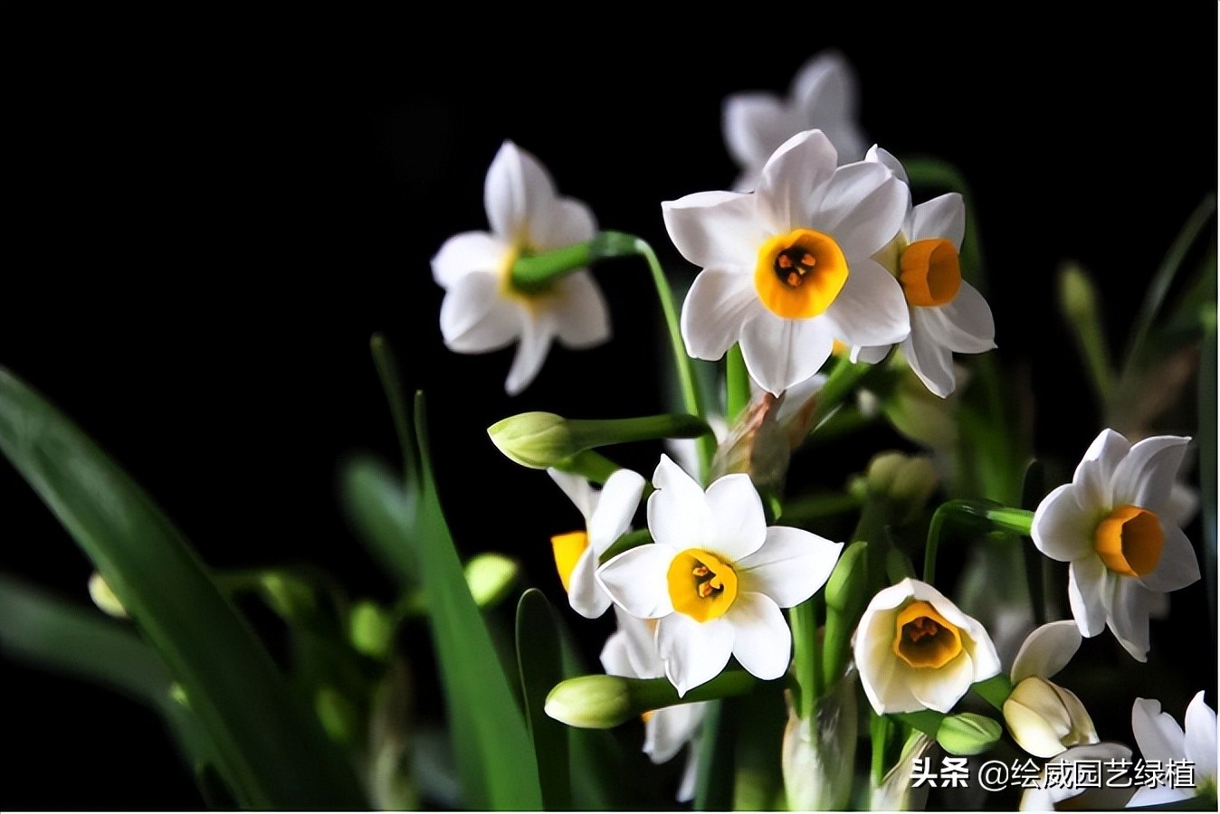 5 kinds of flowers that "can't die" iMedia
