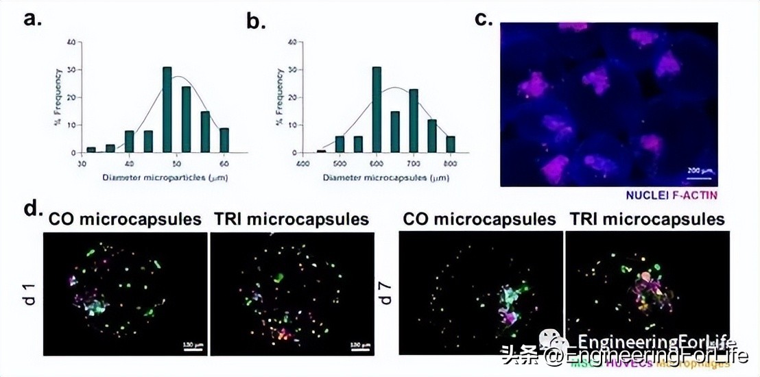 Liquefied microcapsule system loaded with macrophages and umbilical ...