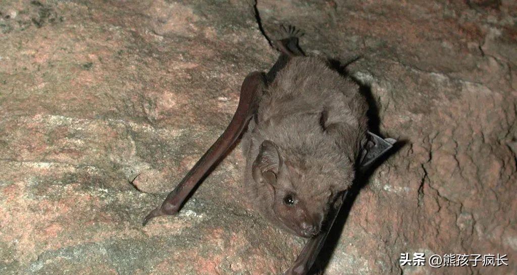 Ranking of the ten most venomous bats in the world - iNEWS