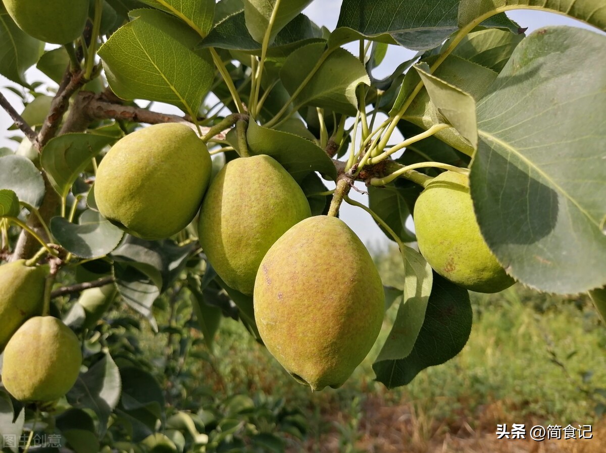 Which Chinese "pears" are delicious?Selected by netizens, these 8