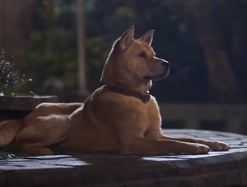 《忠犬八公》上映,豆瓣評分8.1分,網友:四月最好看的電影 - 資訊咖