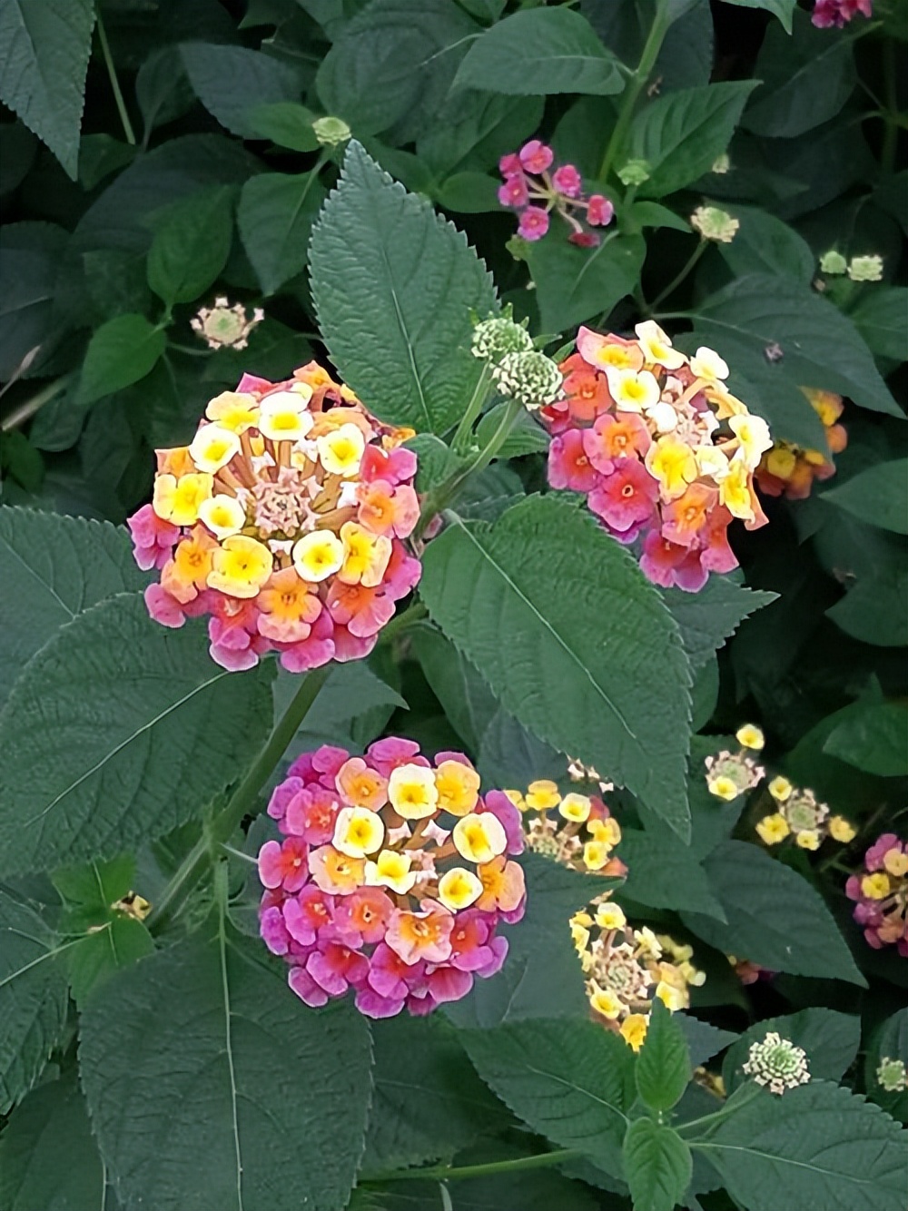 an-annual-flower-that-blooms-with-bright-blooms-all-summer-long-inews