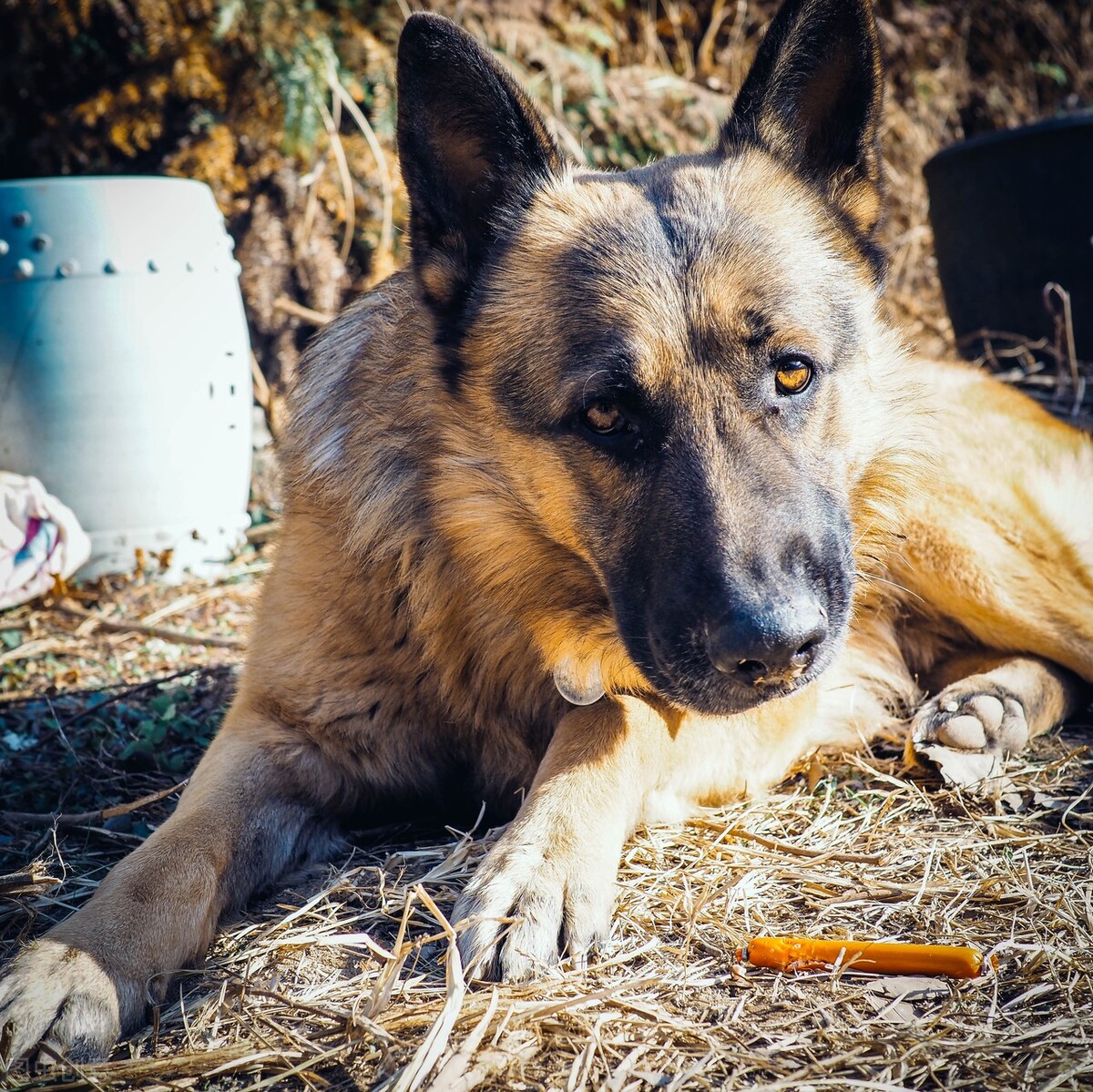 Why domestic dogs bite their owners iNEWS