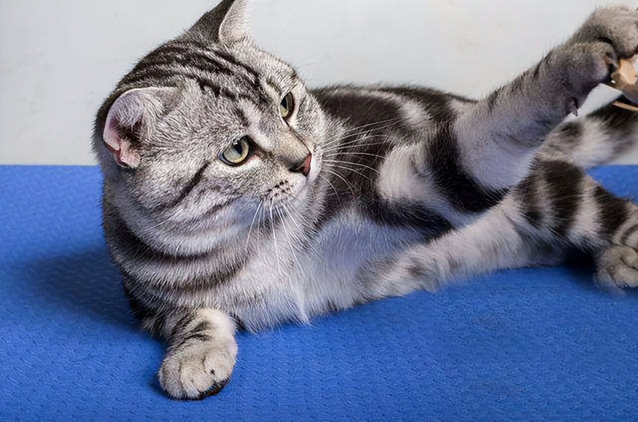 IQ Ranking in the Cat Industry The most "smart" cats, is your cat