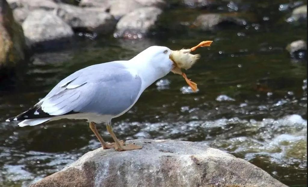 Rare 36 photos of rhinos being forced to mate with elephants, pandas