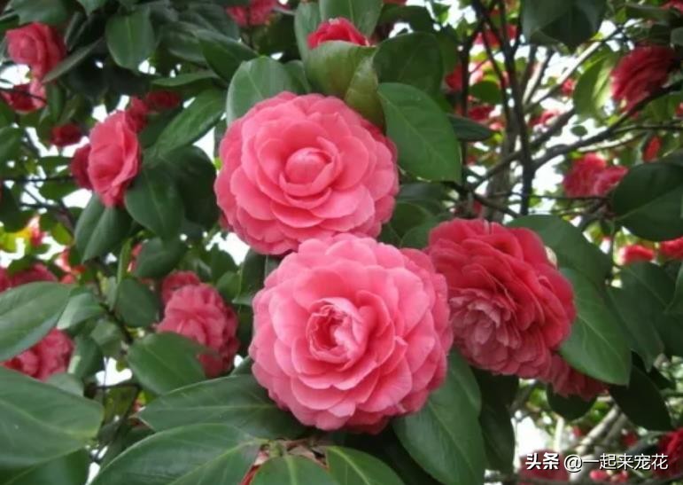 6 kinds of flowers have long lifespan, which means good looks and high