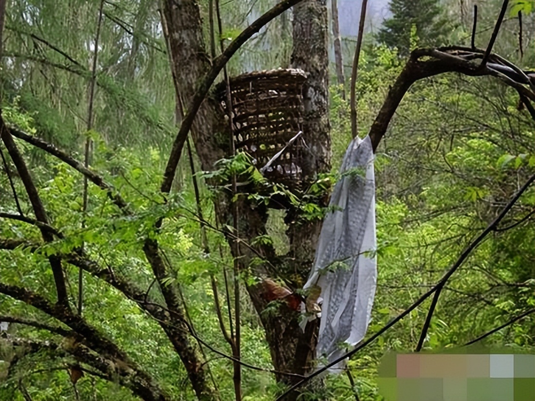 Walk into the primeval forest of Tibet and explore what the most