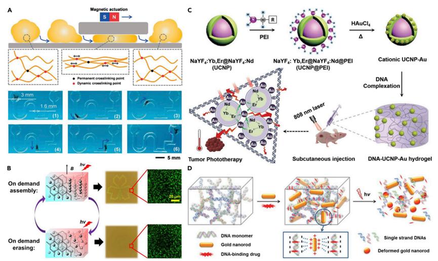 Nanocomposite DNA hydrogels emerge as programmable and bioguided ...