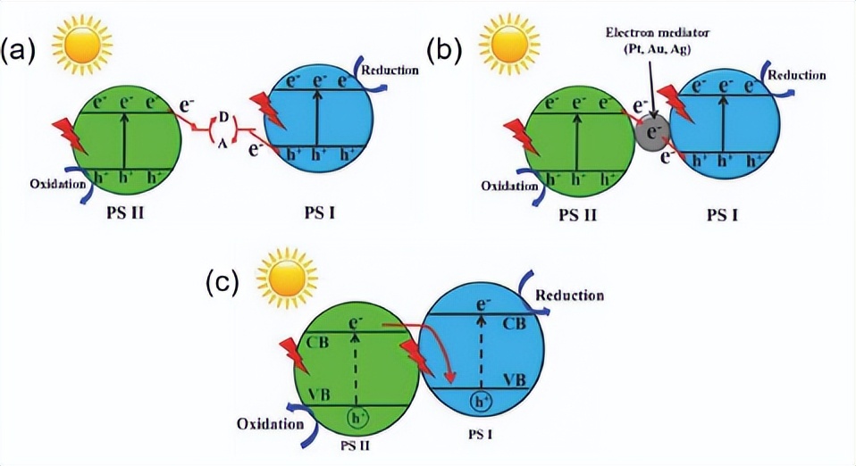 Photocatalytic mechanism of Z-type NC/Mn/BVO heterojunction - iNEWS