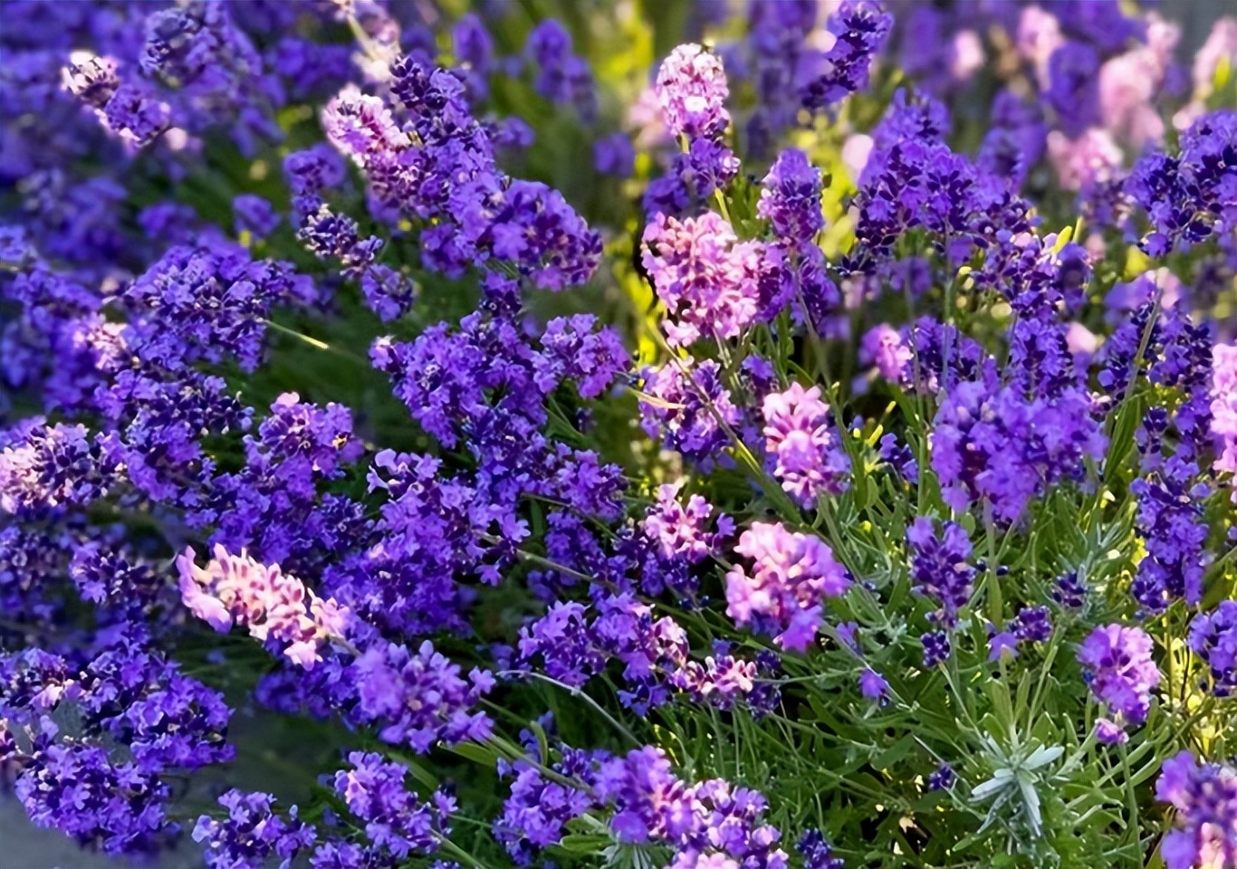 People who know how to live will grow 3 kinds of flowers, absorb