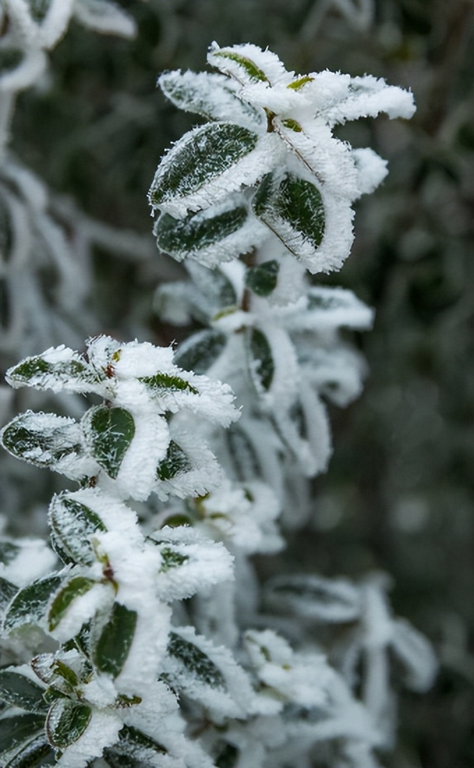 Extremely coldresistant plants can survive freezing at minus 20
