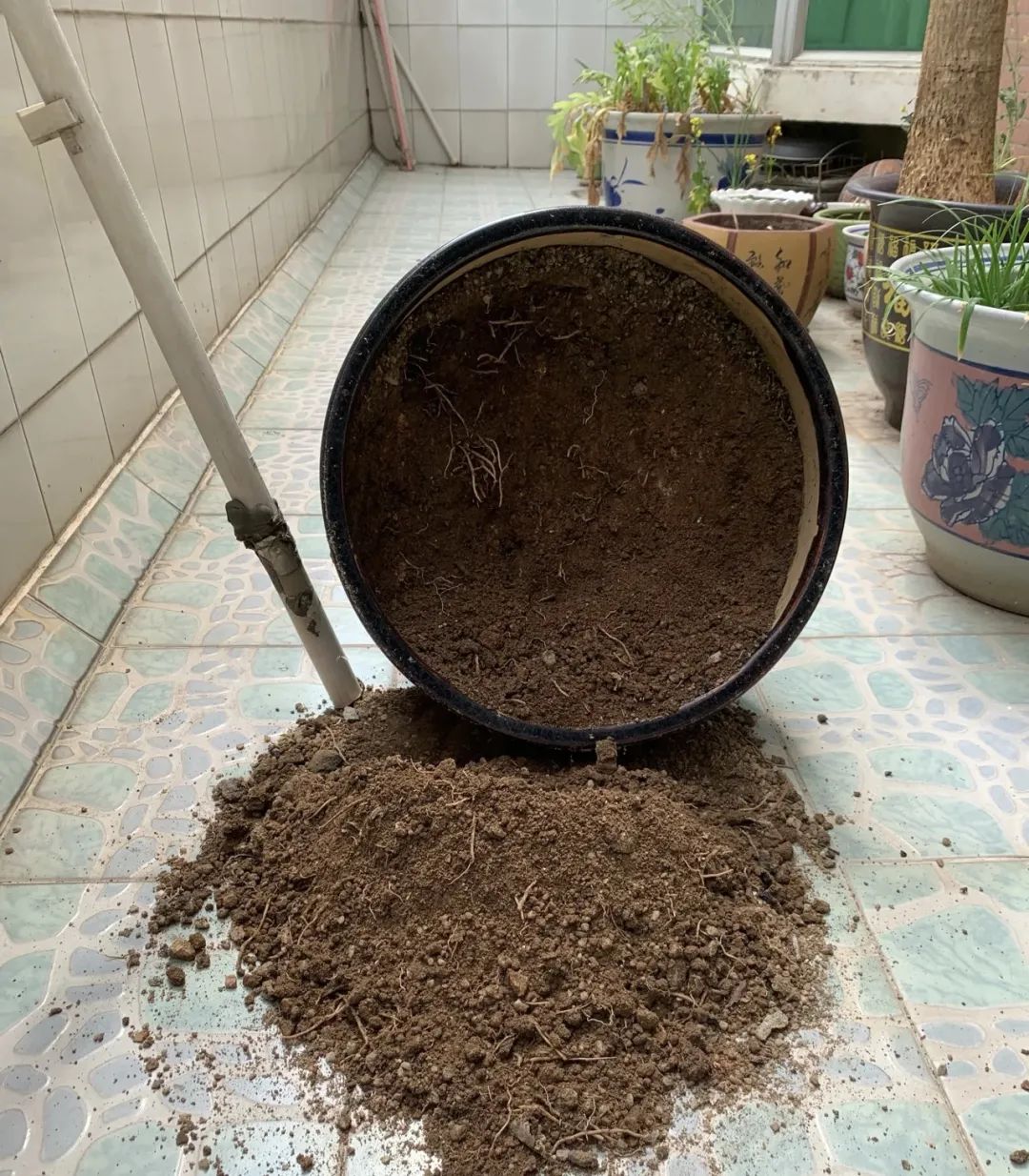 Don't throw away the old soil for growing flowers, put it in 3 samples