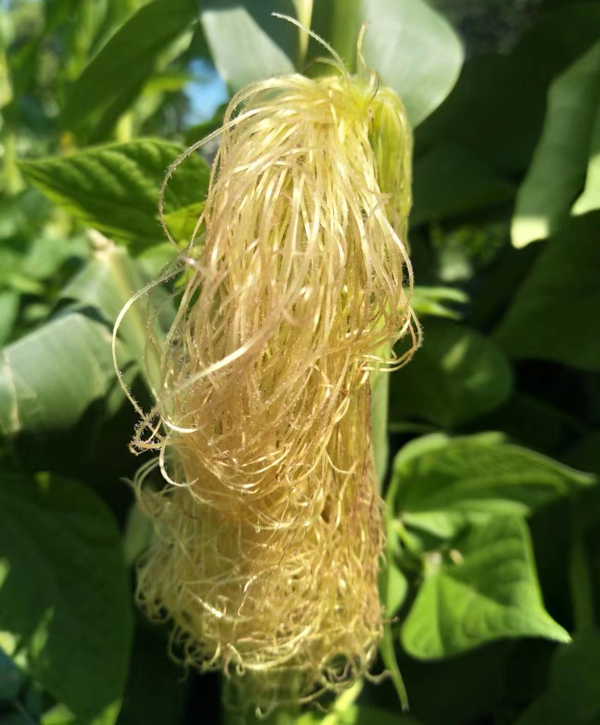 Drink corn silk water, my gout is cured iMedia