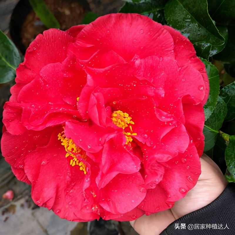 Stop raising roses!This flower is not afraid of subzero temperature