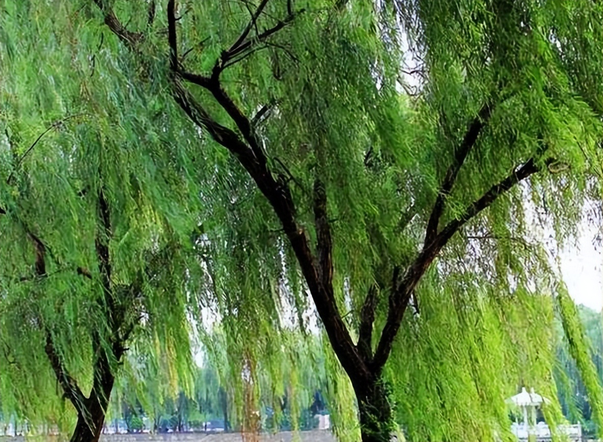 Exploring and analyzing the symbolic meaning of willow tree in Chinese traditional culture iNEWS