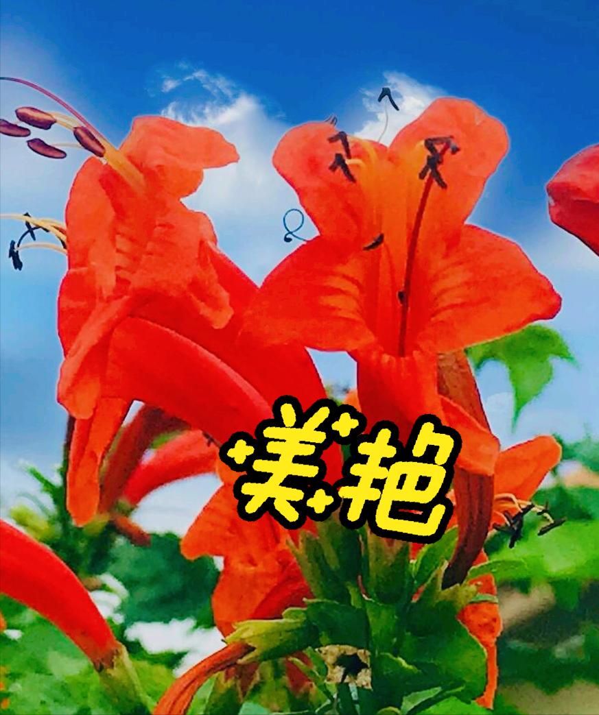 One flower and one blessing, the flame flower blooms as red as fire