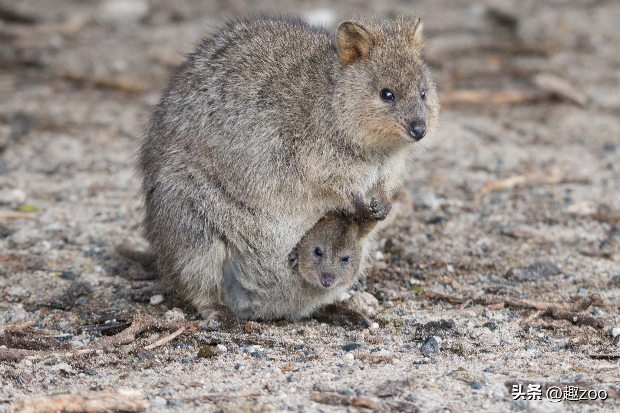 The top ten most cute animals, I can't help but want to hug them - iNEWS