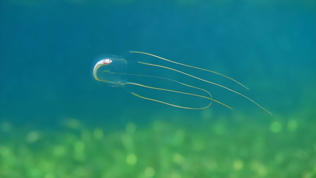 The venom of the box jellyfish is one of the deadliest in the world iMedia
