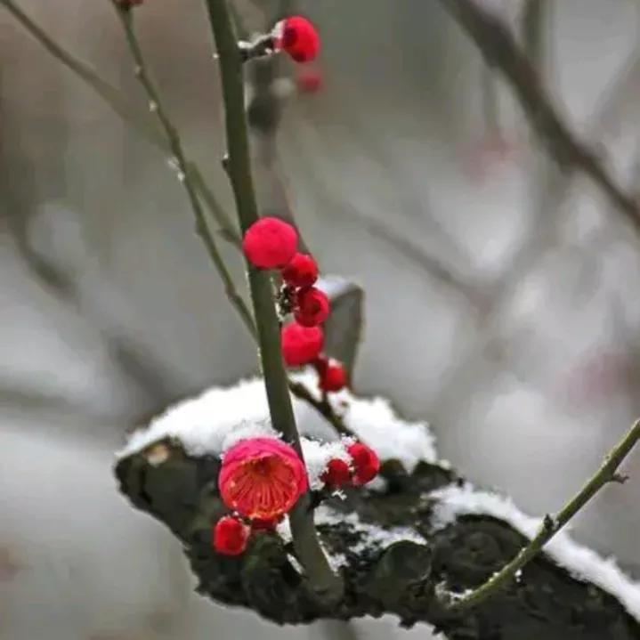 梅花香自苦寒来 资讯咖