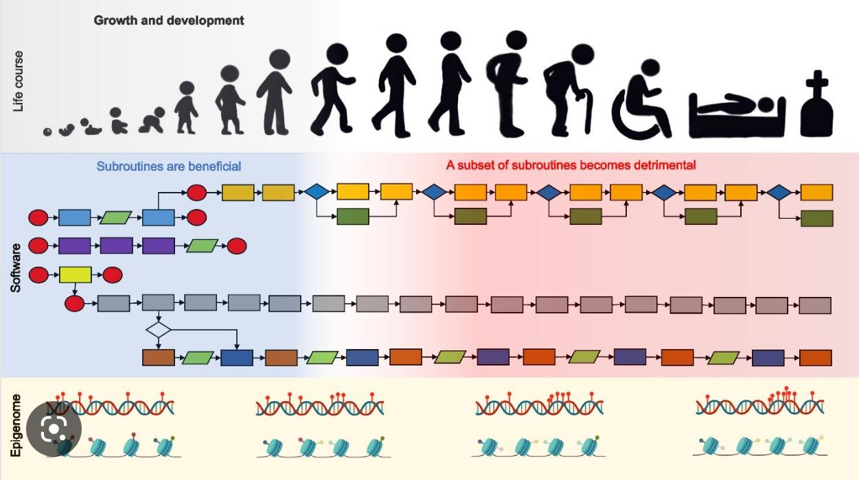 Human aging is due to accumulation of damage to information software ...