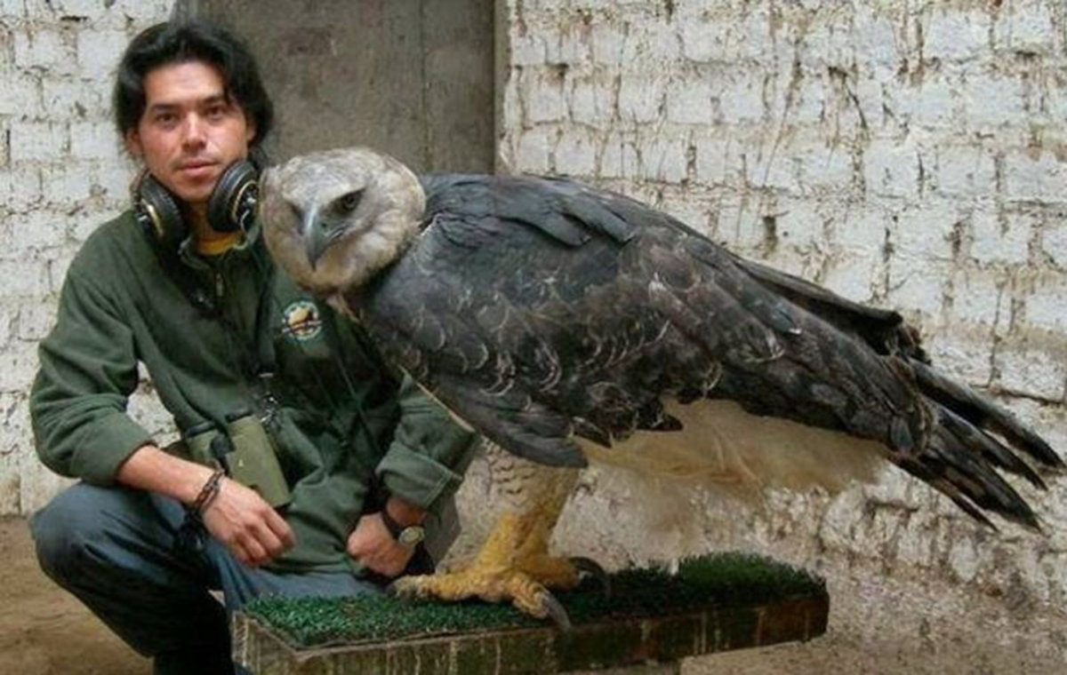 Is the eagle the king of birds? Do eagles have natural enemies? Does it