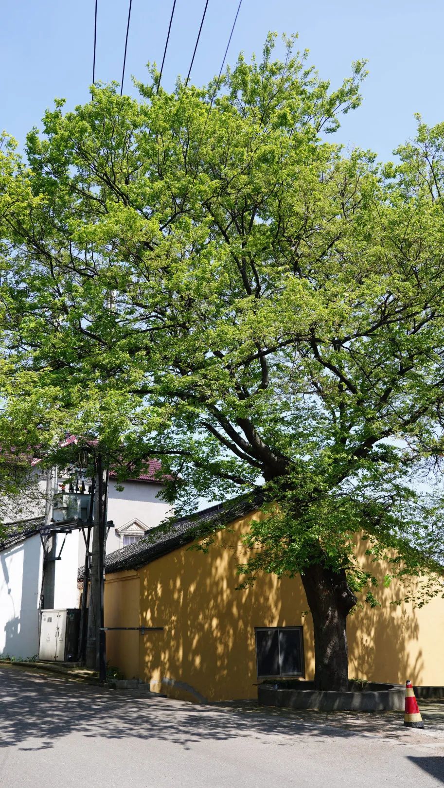 Auspicious auspiciousness given by heaven: an ancient tree that ...