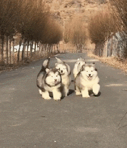"5 things" to know before raising an Alaskan dog! - iMedia