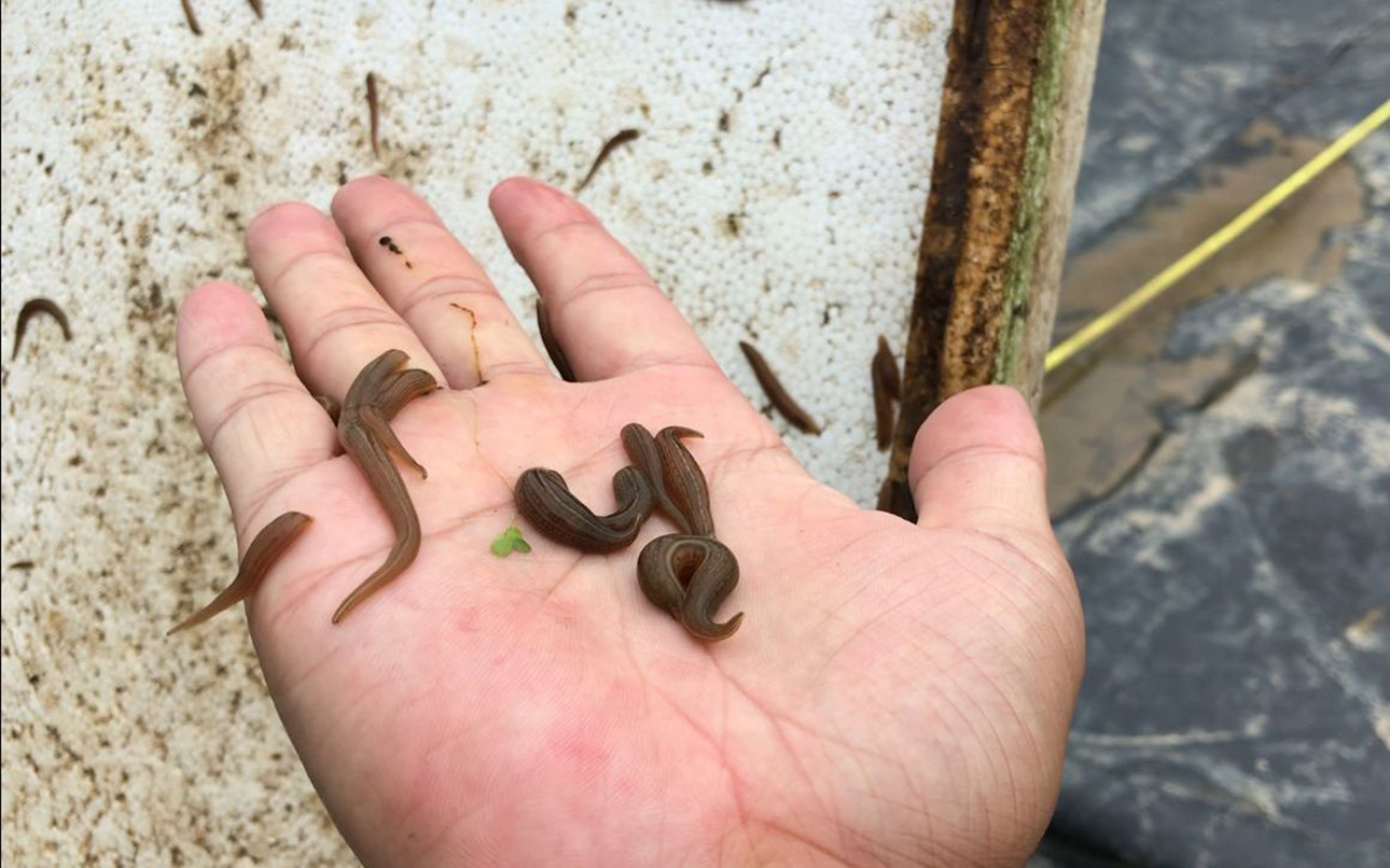 Are ugly leeches harmful to humans? After accidentally swallowing a