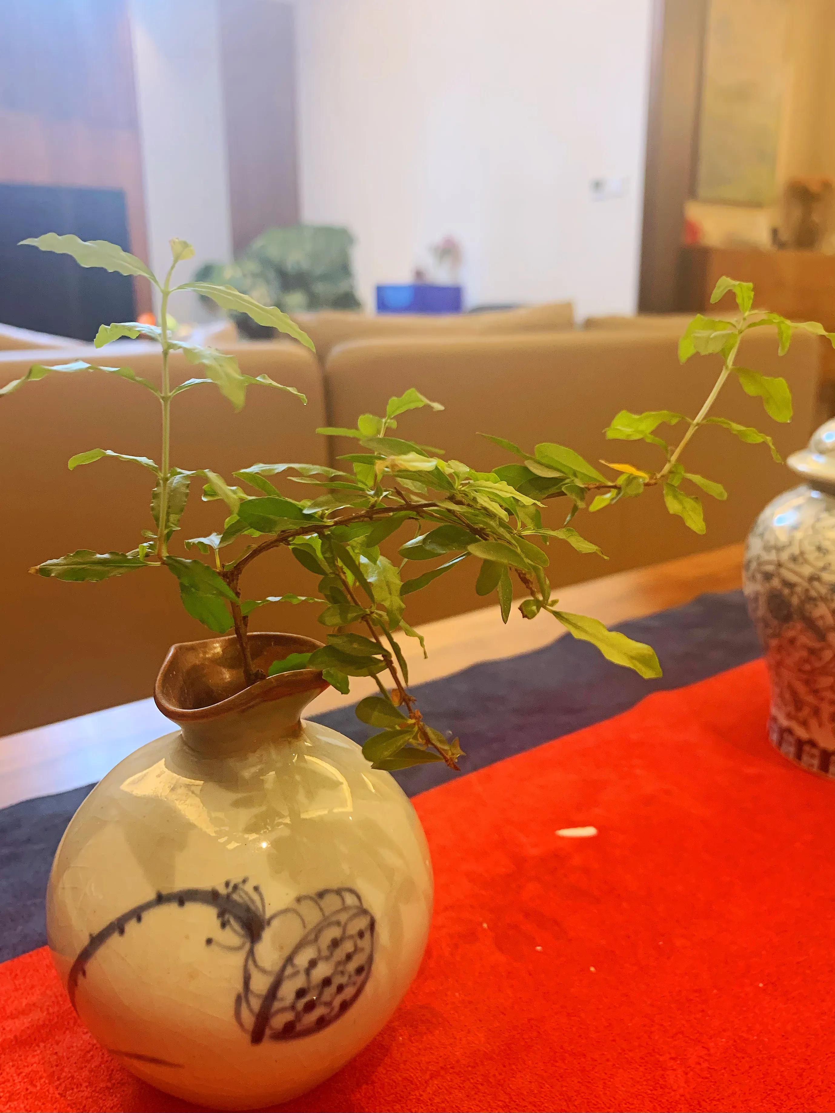 Everything can be hydroponics the secret of bringing flowers back to