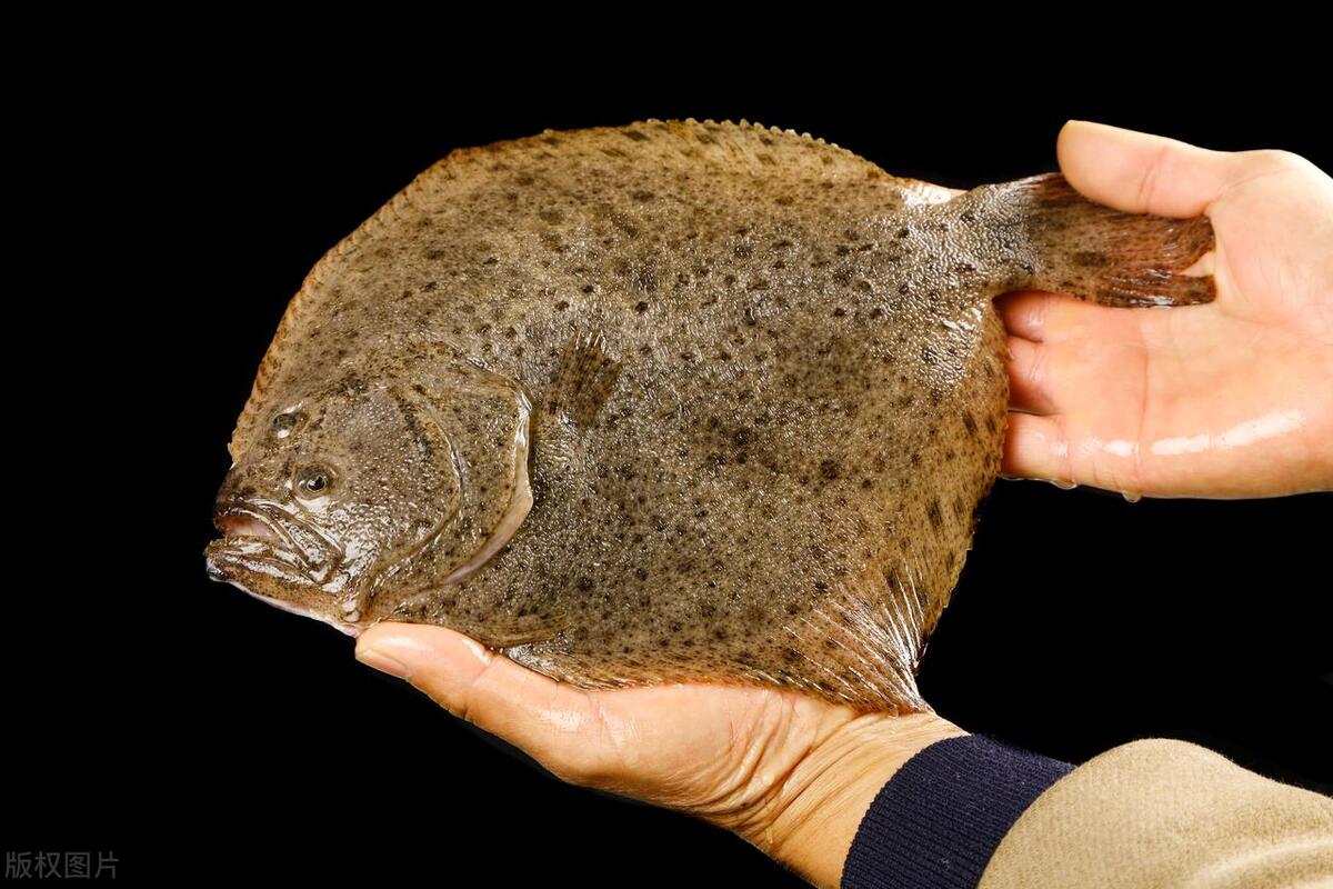 Eat more of these 8 kinds of sea fish in summer, the favorite of fish