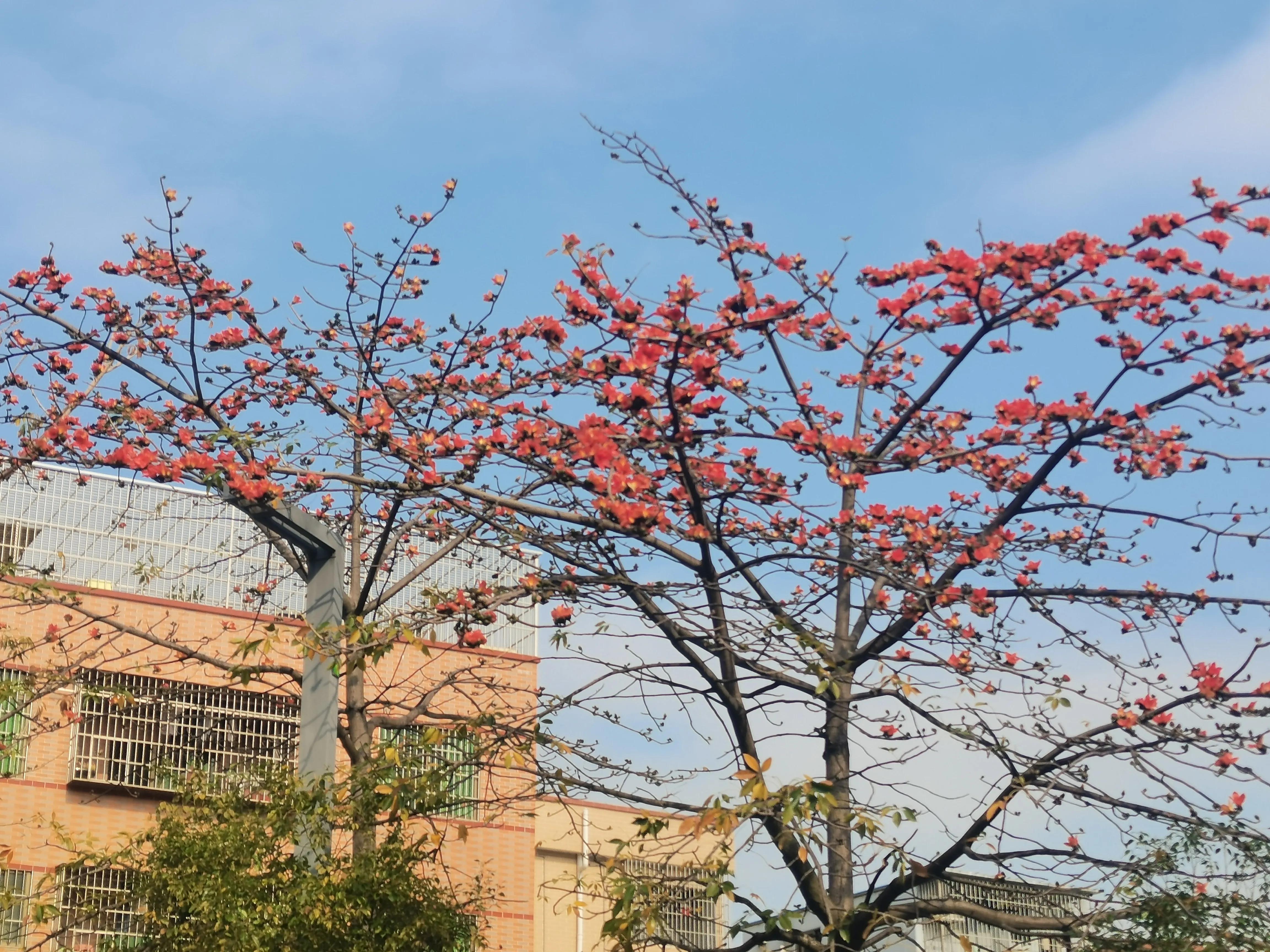 又是木棉花開的季節 資訊咖