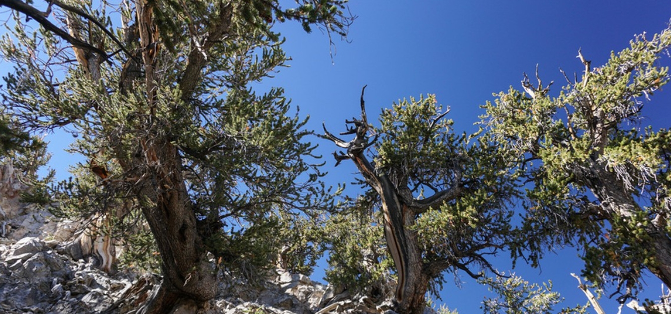 Is the world's longestlived tree dying?Survived 4800 years, but may