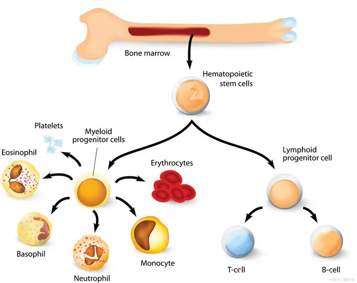 Recombinant human stem cell factor rhSCF/Sh-Polypeptide-4 - iNEWS