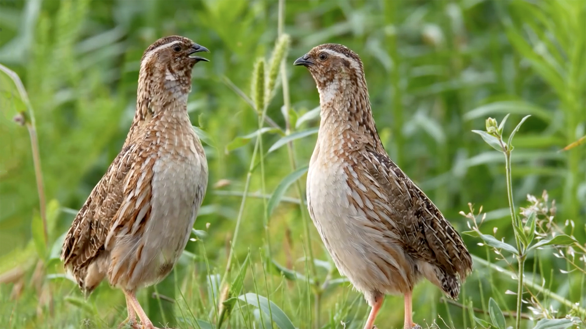 Why do quail prolapse? Can quail prolapse go back by itself? Quail