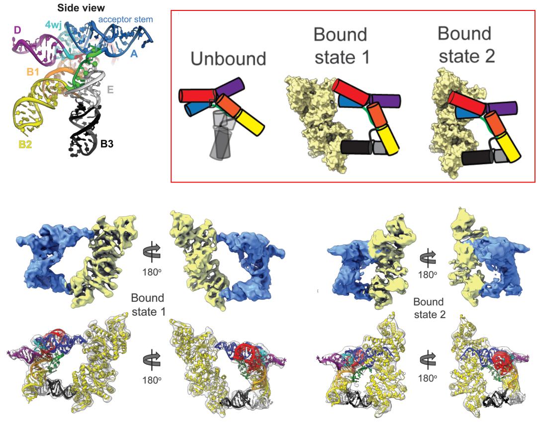How does a virus "simulate" tRNA to "hijack" a host machine? iNEWS