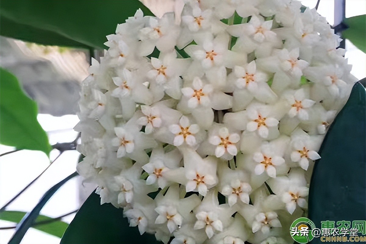 What are the best flowers to grow without attracting insects? iNEWS