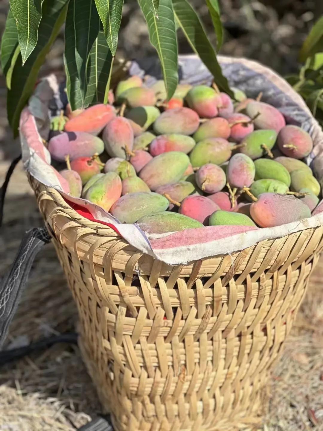 Guifei Mango and Coconut Mango are fully ripe, eat them quickly iNEWS